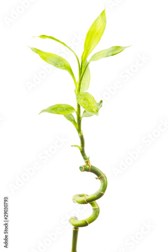 Lucky bamboo isolated on a white background with photo