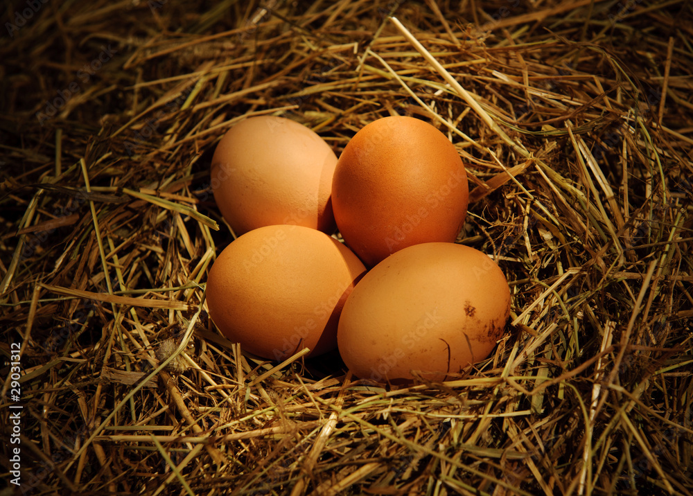 Four chicken eggs in the nest Four chicken eggs in the nest