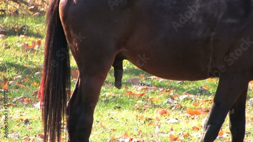 genitals of a horse penis