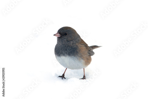 Isolated Dark-eyed Junco photo