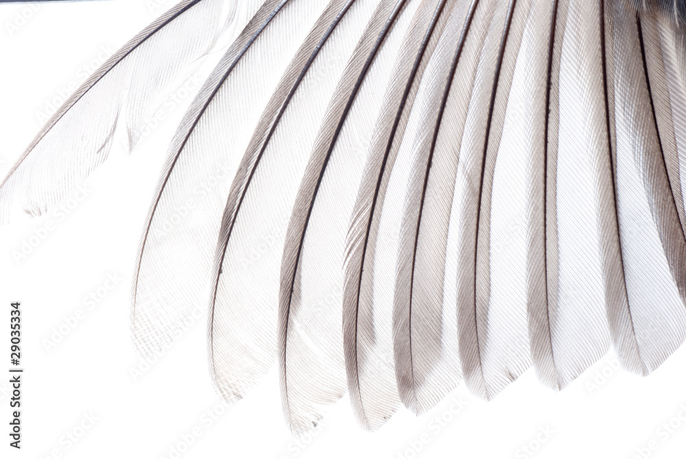 Naklejka premium bird wing feather