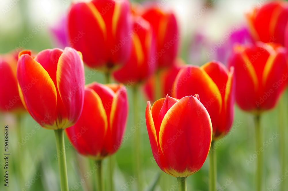 Tulips