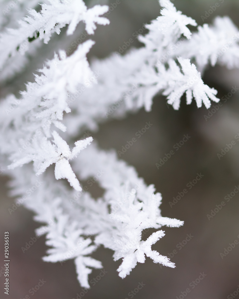 close-up on frosty branch