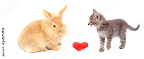 valentine heart and pussy cat and rabbit