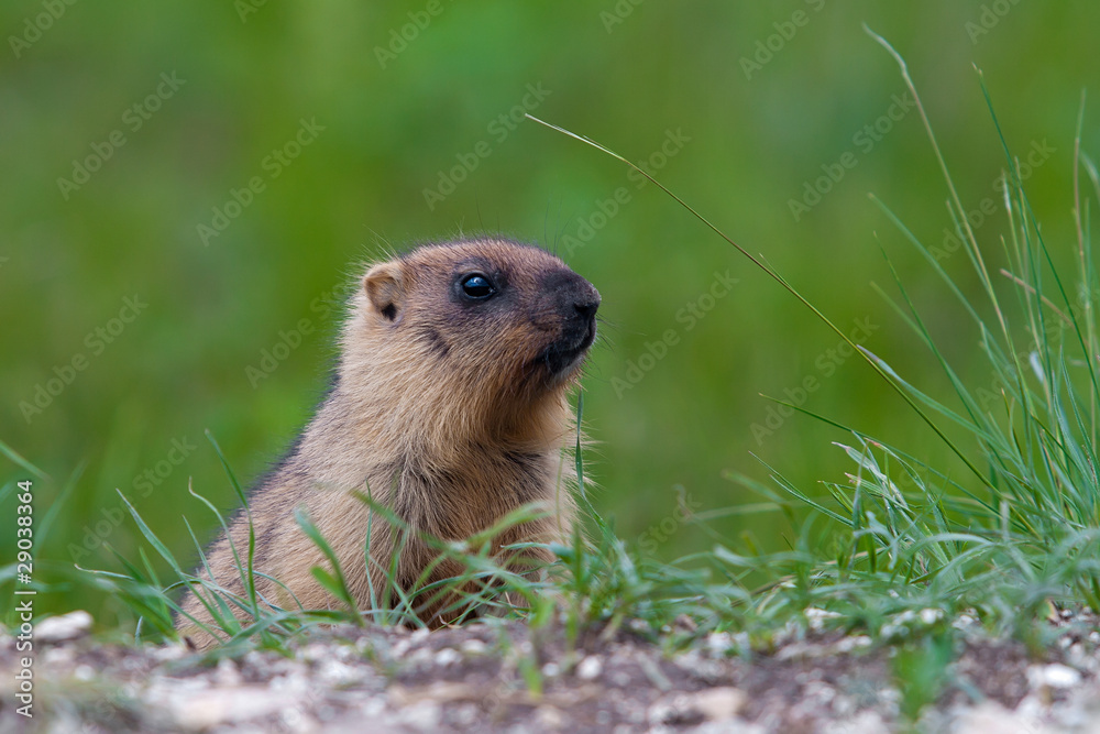 Marmot against a green grass Marmot against a green grass