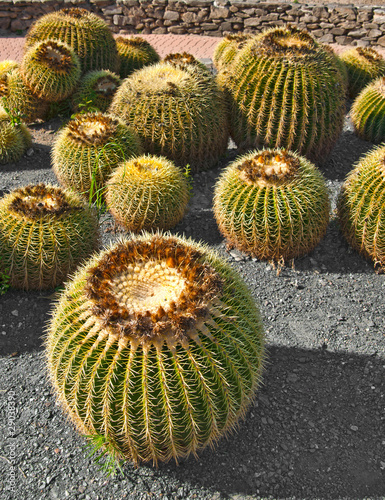 globose cactuses