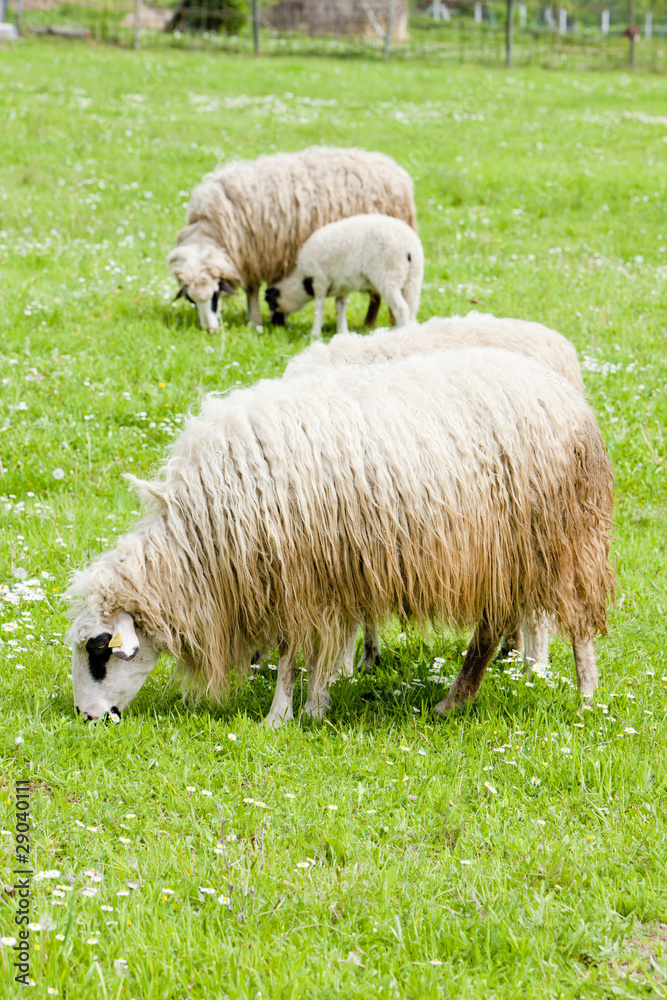 sheep on meadow, Bosnia and Hercegovina sheep on meadow, Bosnia and Hercegovina