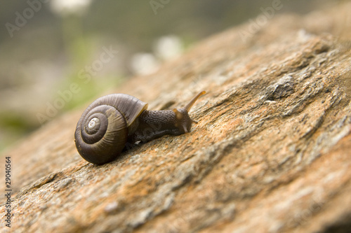 Snail © sanyo