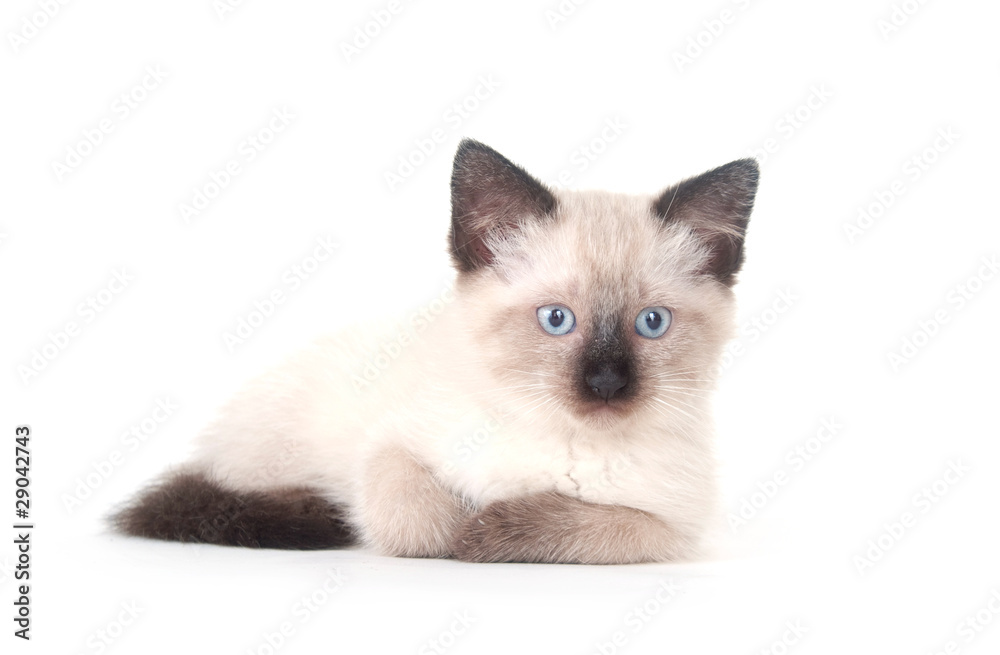 Cute kitten on white background