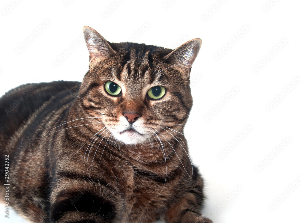 Adult tabby cat