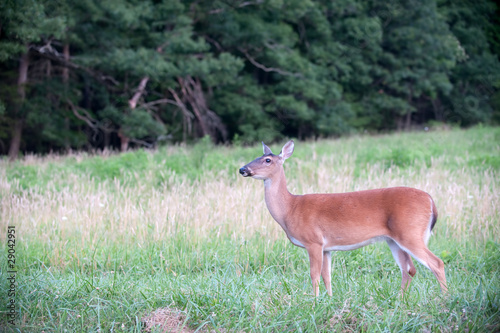 White-tailed deer doe in a meadow