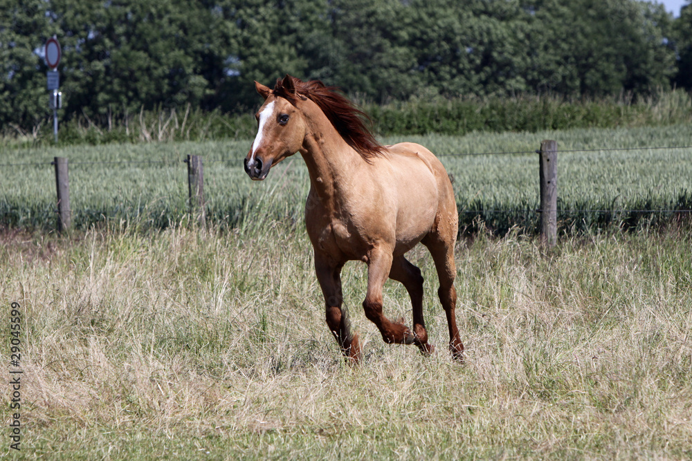 Fototapeta premium Pferd auf einer Weide