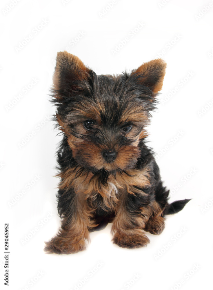 Sweet puppy Yorkshire Terrier in front, 3 month Sweet puppy Yorkshire Terrier in front, 3 month