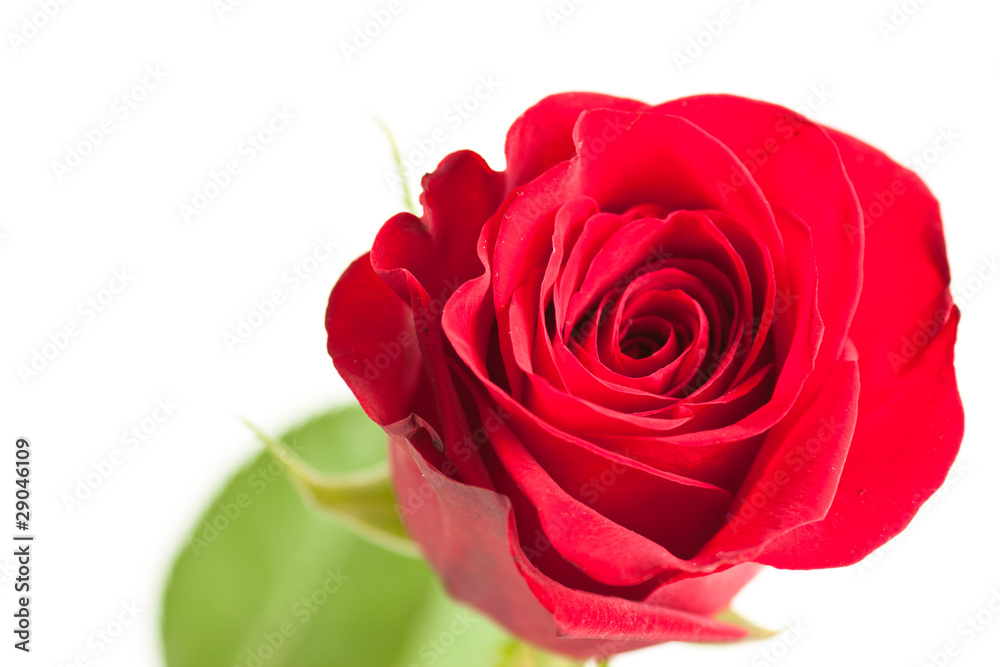 flower of red rose