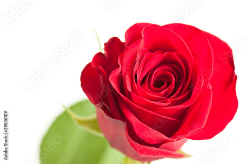 flower of red rose