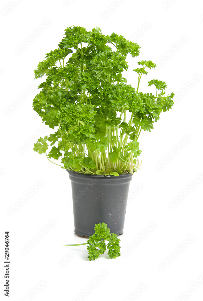 Plant of fresh parsley over white background Plant of fresh parsley over white background