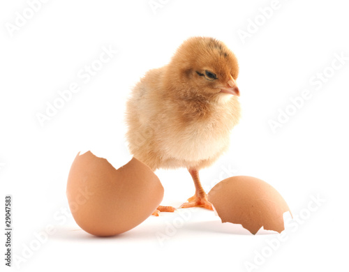 The yellow small chicks with egg