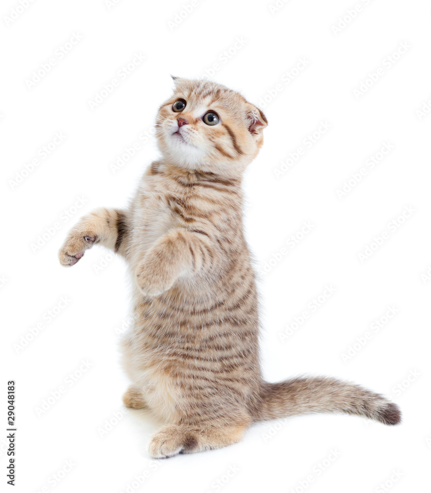 Striped Scottish kitten fold pure breed standing isolated Striped Scottish kitten fold pure breed standing isolated