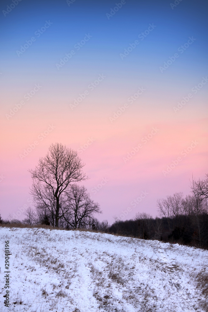 Trees in winter time with colorful sky background Trees in winter time with colorful sky background