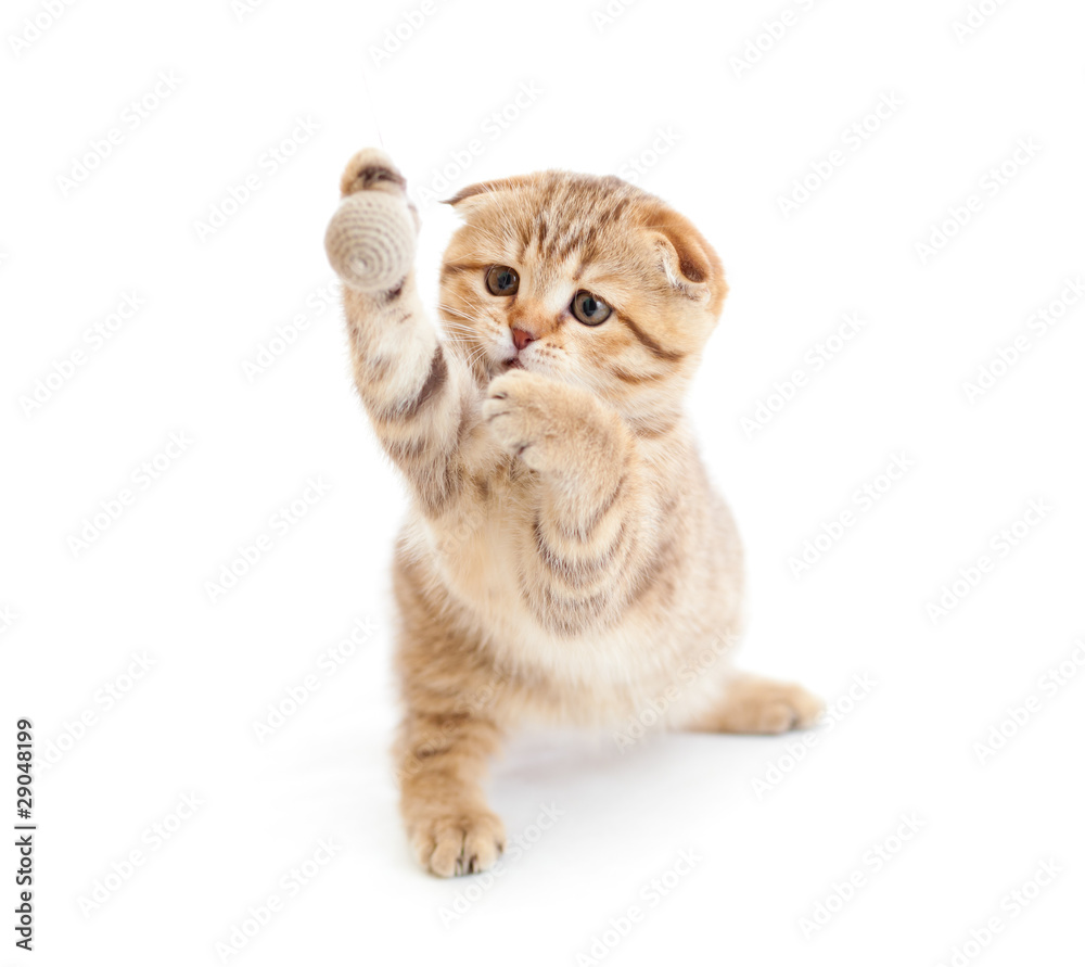Striped Scottish kitten fold pure breed playing ball isolated