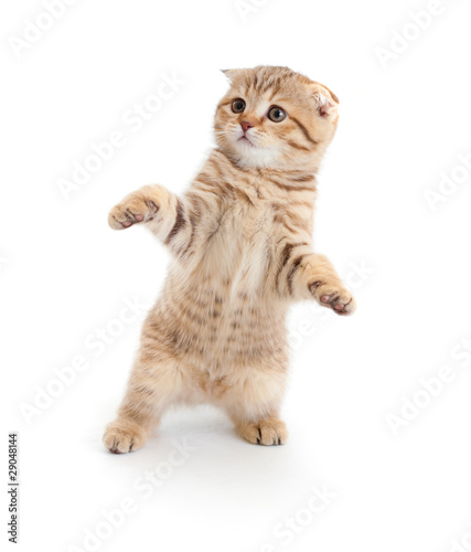 Striped Scottish kitten fold pure breed dancing isolated