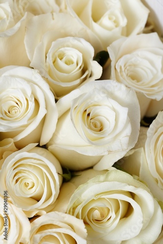 Fototapeta Naklejka Na Ścianę i Meble -  Cream roses