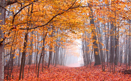 autumn scene in Mayberry state  park Michigan