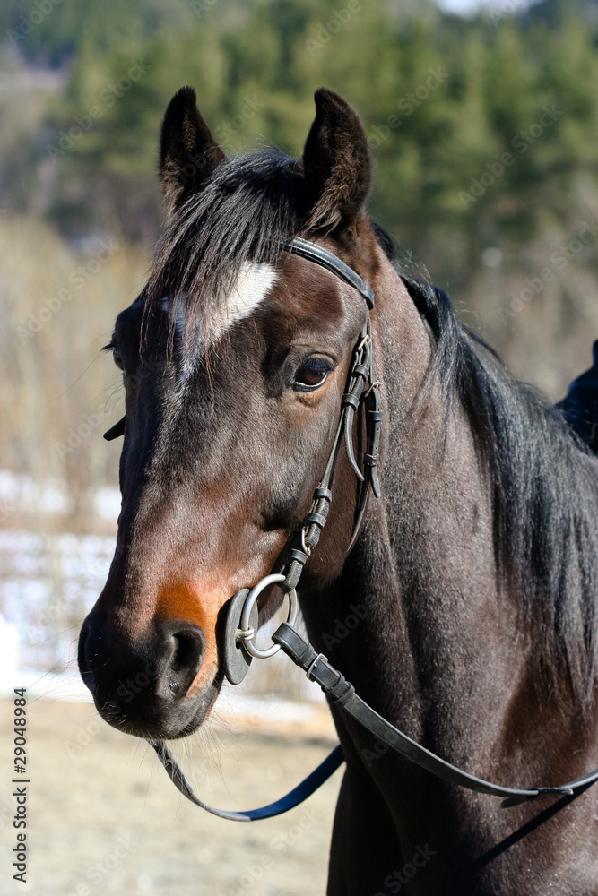 Obraz premium Race horse