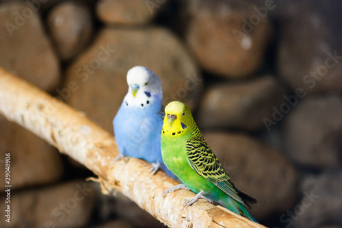 A loving parakeet couple sitting on a branch