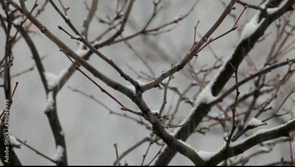 Snowing on branches Snowing on branches
