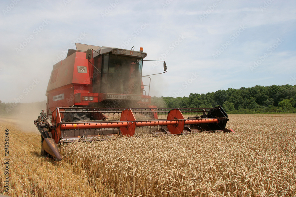 Fototapeta premium Combine harvesting wheat