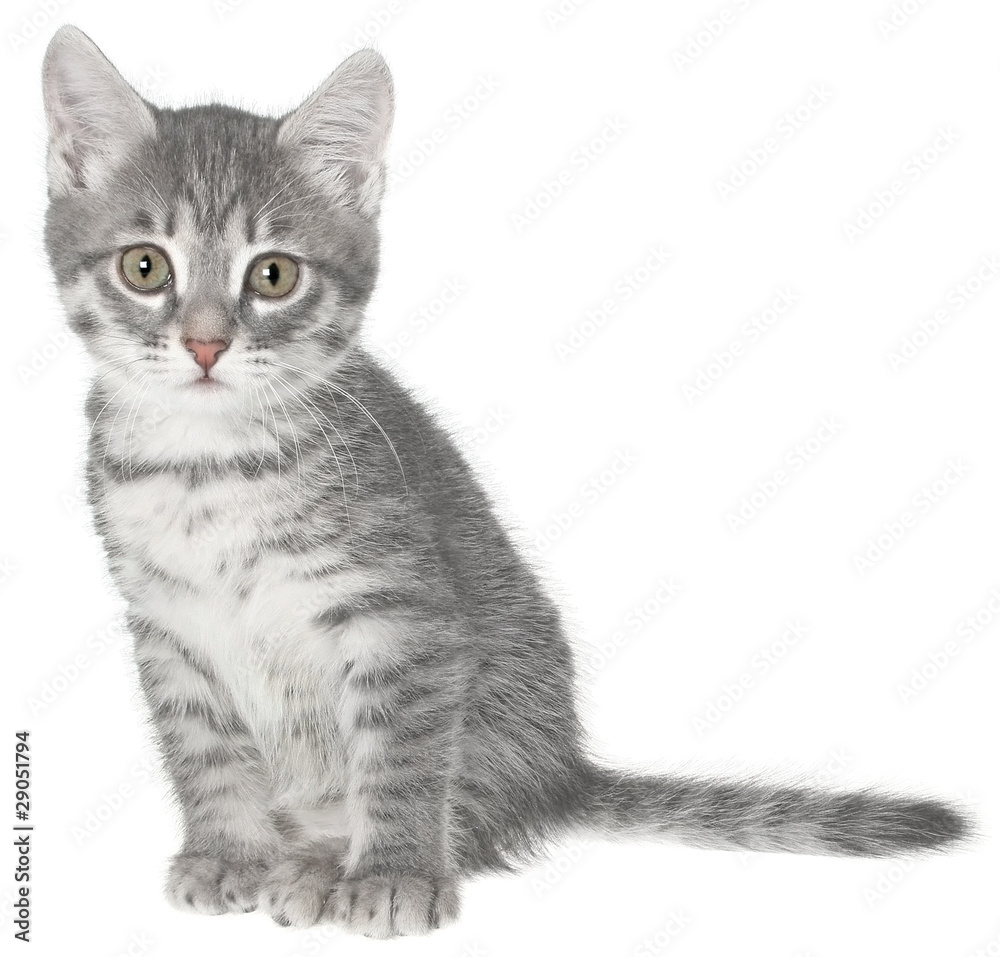 Fototapeta premium British kitten