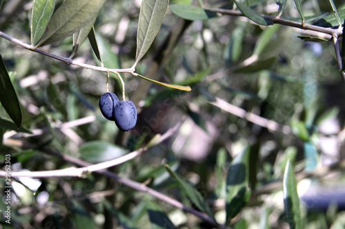 Olive nere sul ramo