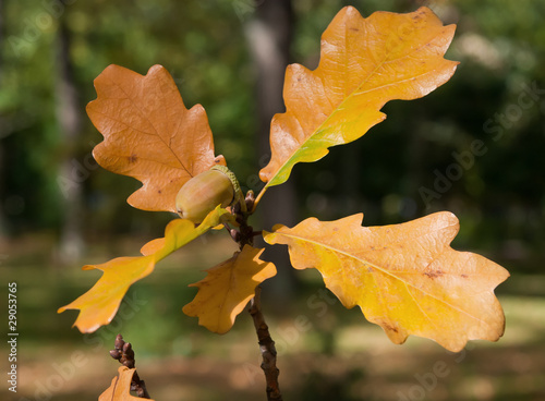 acorn on branch