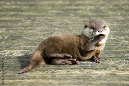 Baby Otter - Yawning