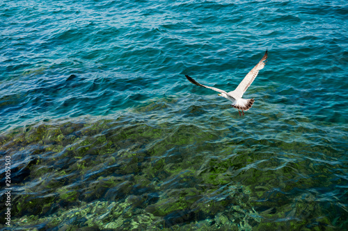 White seagull flying over clear turquoise sea water. © Evgeniya Moroz