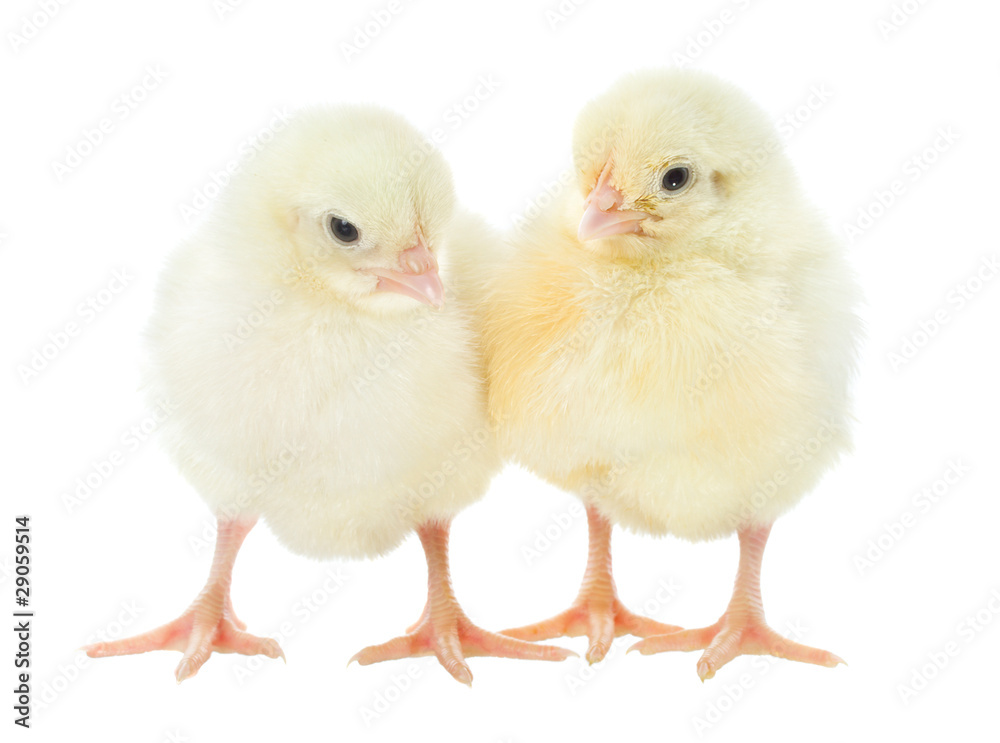 two small chicks