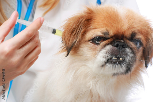 Dog Healthcare: vaccination.