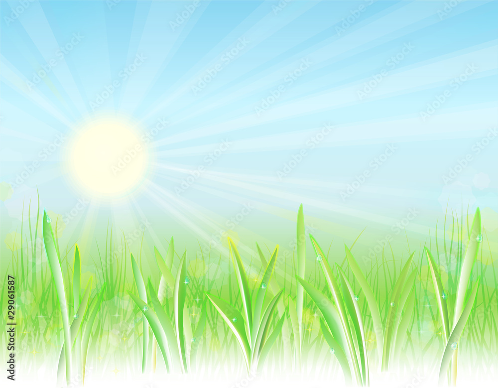 Obraz premium Sunny meadow