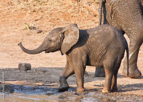 Wet elephant calf playing at the water hole in mud