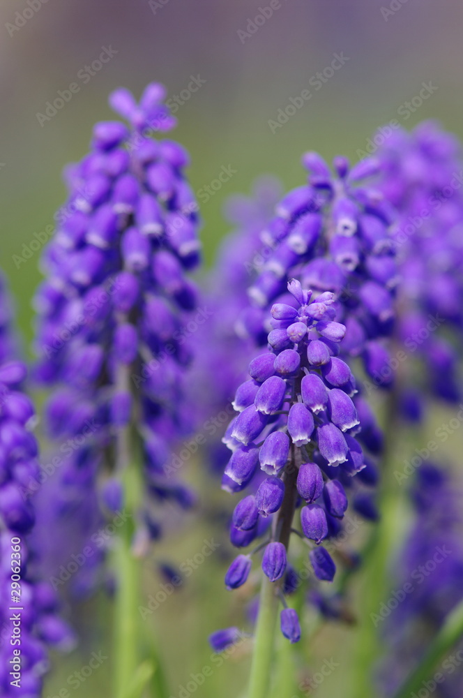muscari muscari