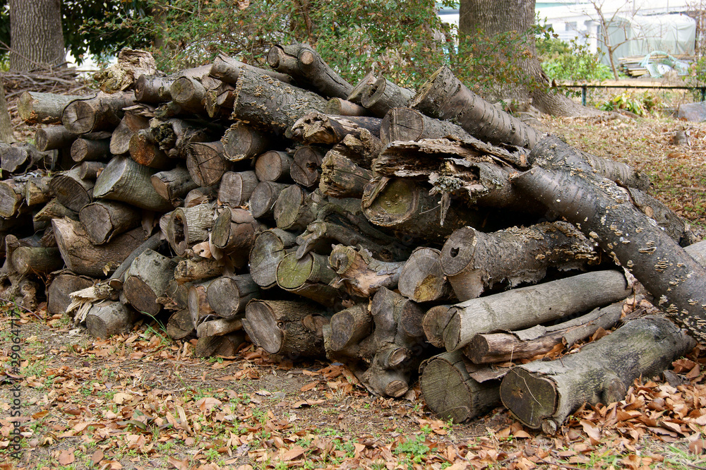 Obraz premium Firewood