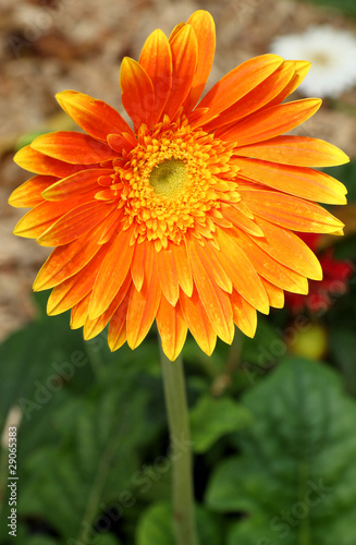 gerbera orange