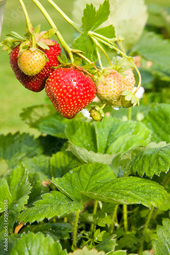 Wild strawberries.