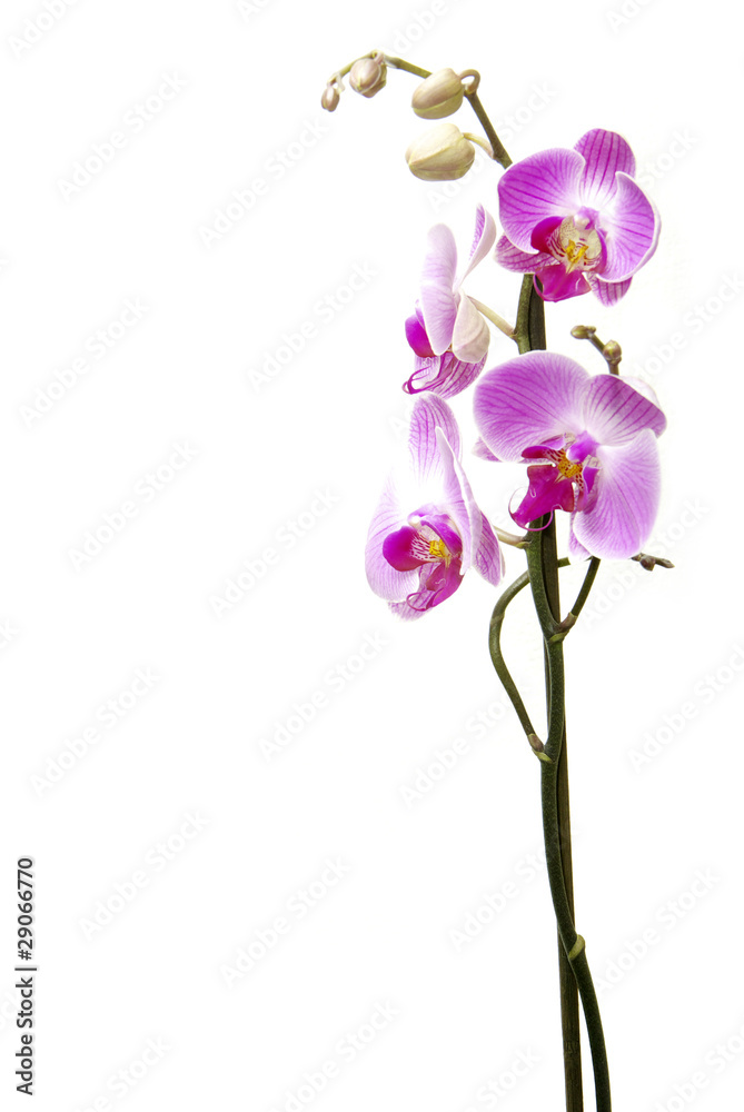 orchid orchid