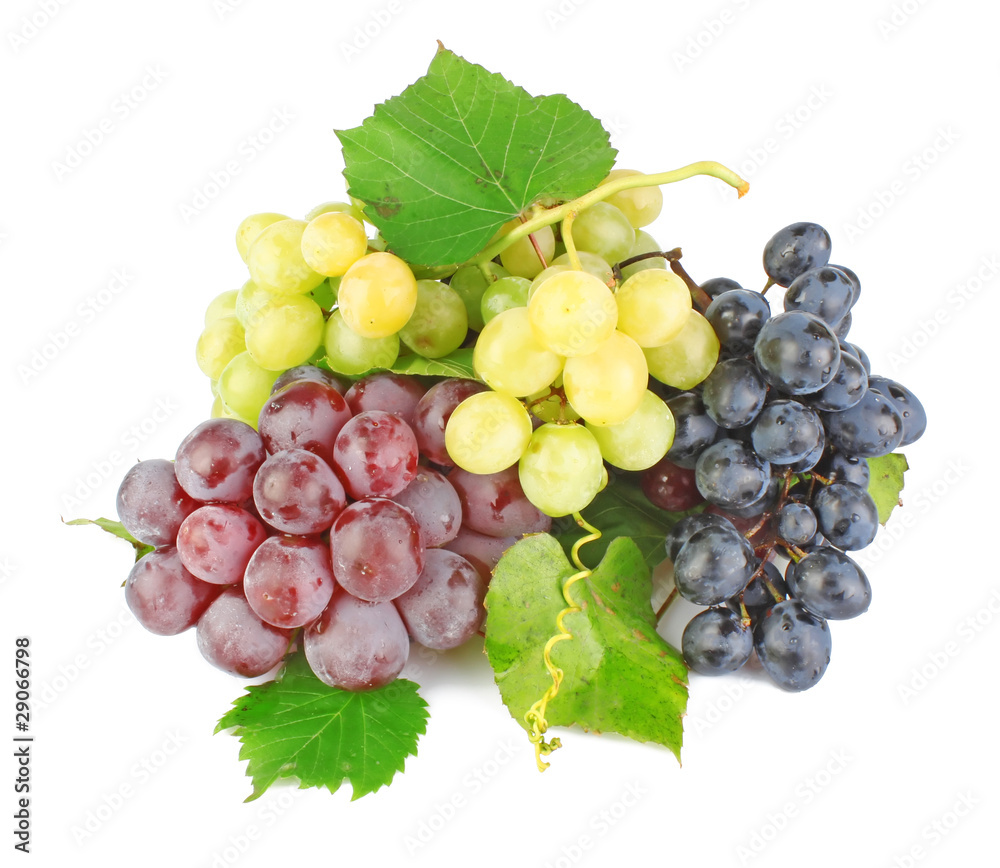 Fototapeta premium Collection of grape clusters