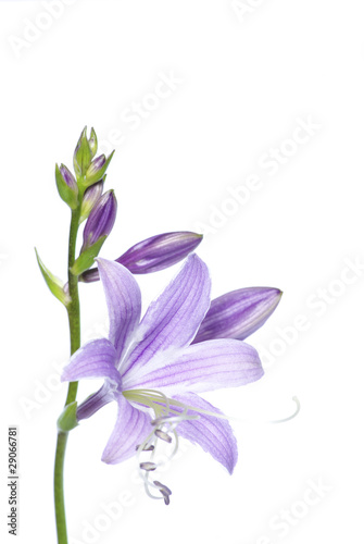 lovely purple flowers © Pakhnyushchyy
