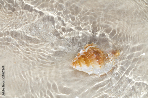 beatyfull seashell bursa in sea water photo