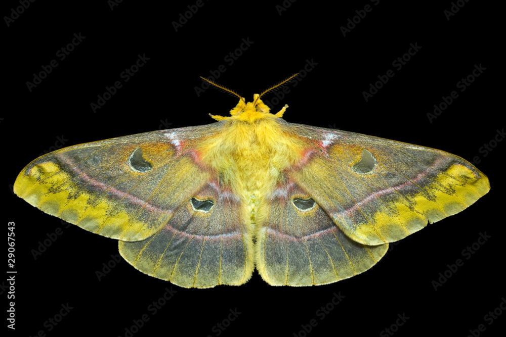 Fototapeta premium Butterfly (Saturnidae) 6