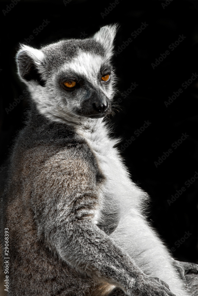 Obraz premium Katta (Lemur catta)